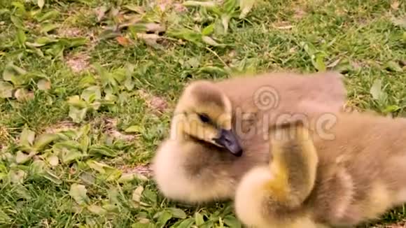 可爱的小鸭子休息视频的预览图