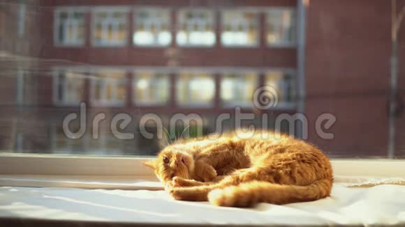 一只红猫睡在阳光的白色窗台上视频的预览图
