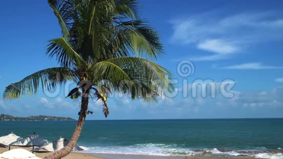 热带椰子棕榈与蓝海的电影视频的预览图