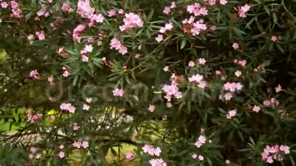 巨大的灌木开花夹竹桃背景纹理绿叶背景上的粉红色花视频的预览图