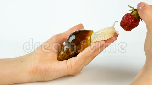 一个女人向蜗牛伸出草莓浆果一只阿哈提娜蜗牛在女人的手上在明亮的背景上视频的预览图
