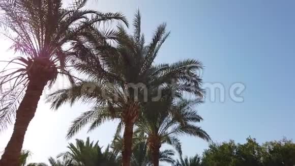 经过蓝天的棕榈树开车穿过阳光明媚的比佛利山加州洛杉矶绿色视频的预览图