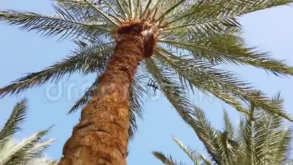 经过蓝天的棕榈树开车穿过阳光明媚的比佛利山加州洛杉矶绿色视频的预览图