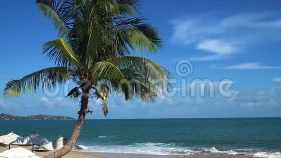 热带椰子棕榈与蓝海的电影视频的预览图