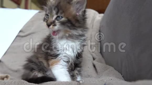 小灰猫舔着家养动物的卫生视频的预览图
