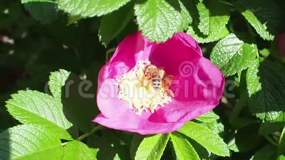 蜜蜂从狗玫瑰植物花蕊中收集花粉视频的预览图