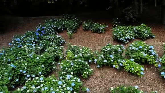 许多盛开的蓝白绣球灌木生长在公园里航空录像拍摄视频的预览图