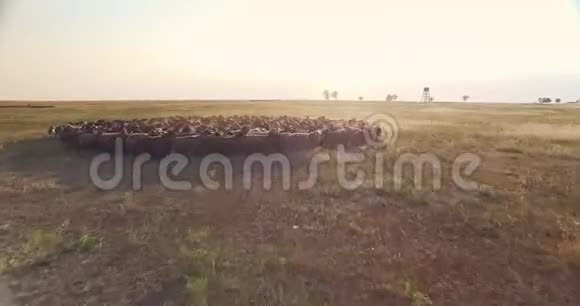 从乌克兰草原羊群低空俯瞰视频的预览图