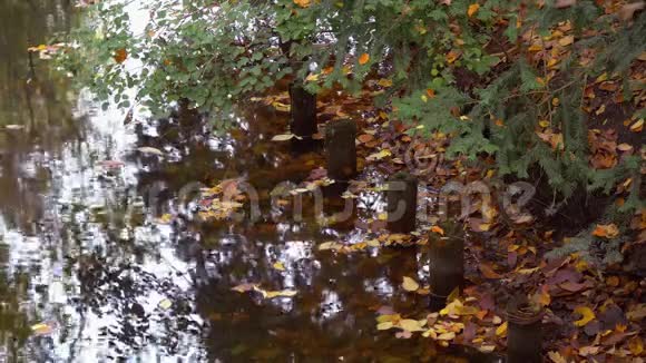 秋天湖畔落叶树木和木柱视频的预览图