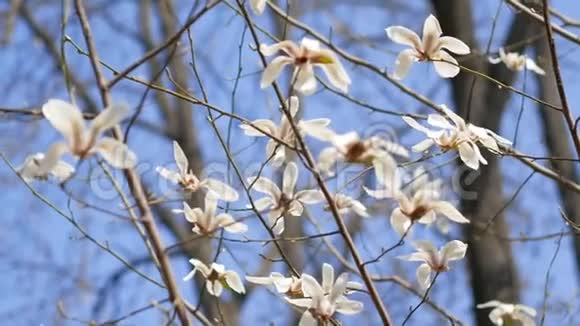 木兰树上的白花视频的预览图