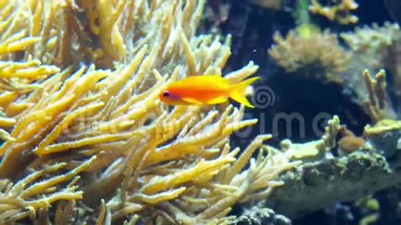 五颜六色的鱼在水族馆游泳吃珊瑚和玩耍视频的预览图