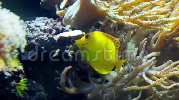 五颜六色的鱼在水族馆游泳吃珊瑚和玩耍视频的预览图