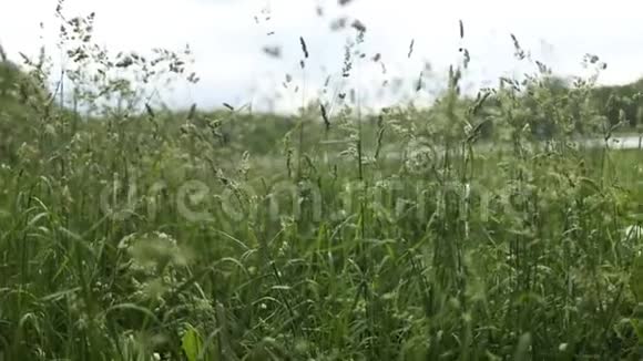 俄罗斯夏季的田间植物视频的预览图