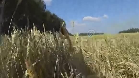 这是小麦的碎片视频的预览图