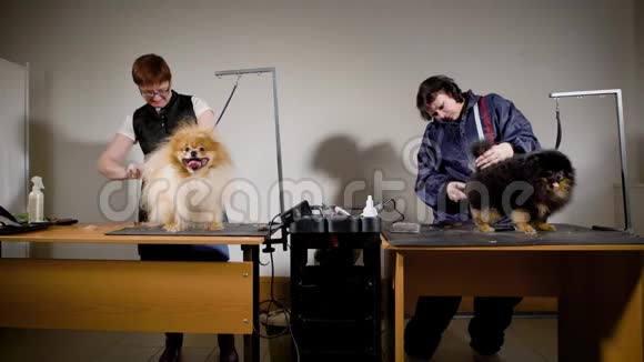 狗狗中心的两名员工从事家养动物的剪毛工作他们为狗狗做美容视频的预览图