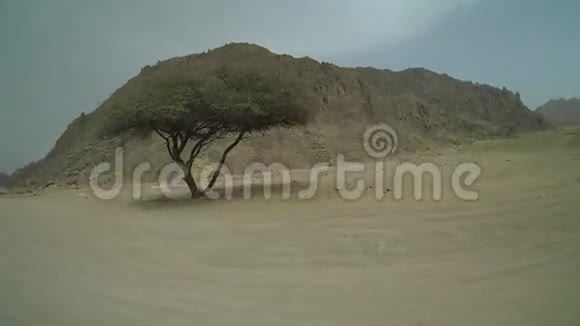 埃及的孤独之树视频的预览图