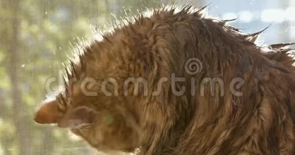 湿猫洗澡后舔自己视频的预览图
