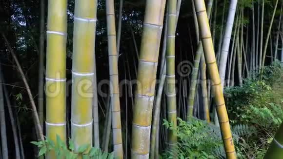 竹树林在异国森林中生长的高茎的青竹视频的预览图