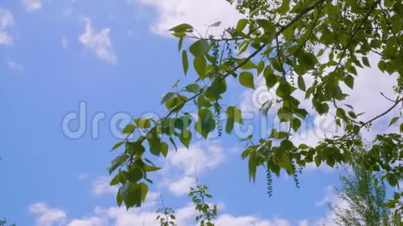 蓝天园林夏季公园杨树的绿色枝叶视频的预览图
