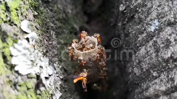 无刺蜜蜂在蜡管巢中的超慢动作视频视频的预览图
