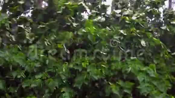 在恶劣天气下树枝在狂风暴雨下弯曲视频的预览图