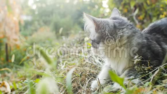 可爱的白灰色小猫在大自然中咀嚼一片草叶猫在户外散步有趣的动物视频的预览图