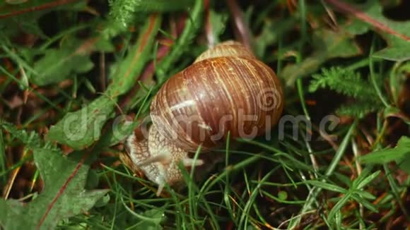 黑螺也是罗马蜗牛勃艮第螺食用蜗牛或是一种大的可食用的空气呼吸的品种视频的预览图