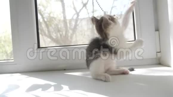 小猫在窗户的窗台上玩耍宠物护理猫生活方式视频的预览图
