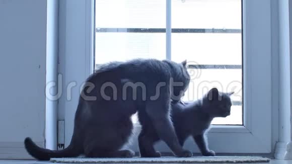 猫妈妈在窗边舔她的小猫视频的预览图