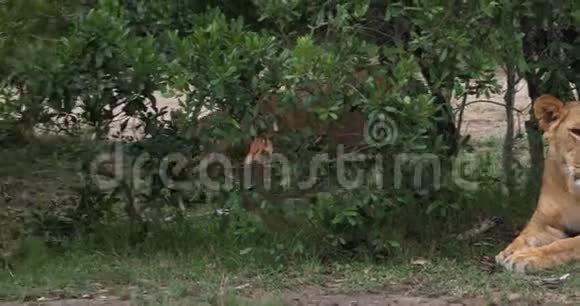 非洲狮子潘切拉狮子母幼肯尼亚马赛马拉公园视频的预览图