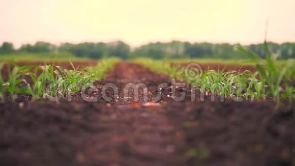 玉米地一排排幼嫩的玉米植株幼苗生长在肥沃湿润的土壤上春日温暖玉米生长在一个视频的预览图