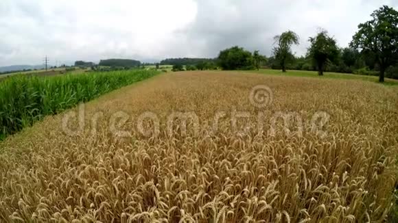 德国成熟小麦的田间视频的预览图