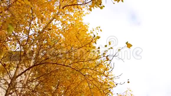叶黄的树枝在风中缓慢地移动在多云的天空上复制空间视频的预览图
