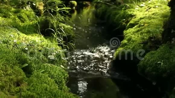 在阴暗的多雨林中流淌视频的预览图