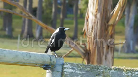 黑白澳大利亚喜鹊坐在老栅栏上视频的预览图
