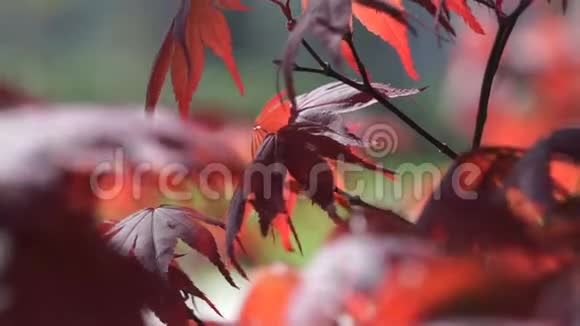 阳光照射下的红枫树叶子红霞树视频的预览图