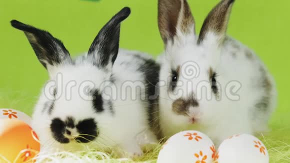 两只黑色耳朵坐在绿色背景上的白色复活节小兔子视频的预览图