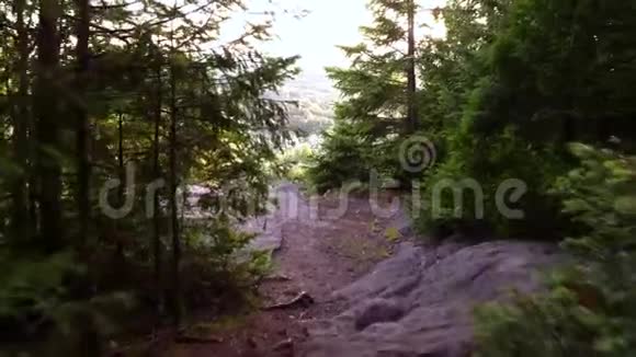 穿过一片北方森林视频的预览图