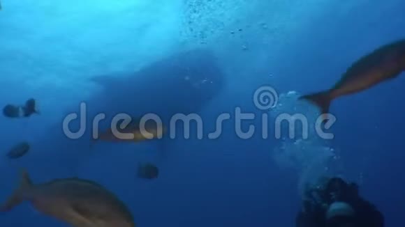 潜水员相机操作员制作了加拉帕戈斯海洋鲸鲨的视频视频的预览图