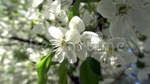 阳光冲破树枝上的花朵视频的预览图
