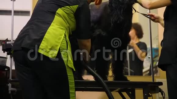 两名女性职业运动员在洗完后和开始理发前用吹风机擦干狗新郎视频的预览图