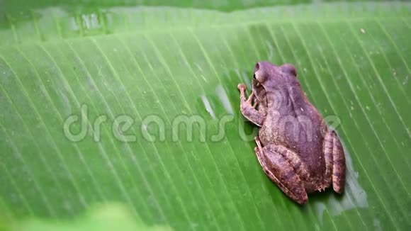 青蛙是香蕉叶子上的两栖动物视频的预览图