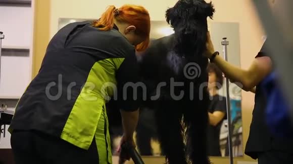 两名女性职业运动员在洗完后和开始理发前用吹风机擦干狗准备视频的预览图