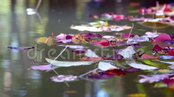 特写在湖水中秋天的森林被映照五颜六色的叶子漂浮在水面上视频的预览图