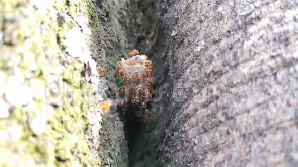 金龟子标本无刺蜜蜂飞越巢视频的预览图