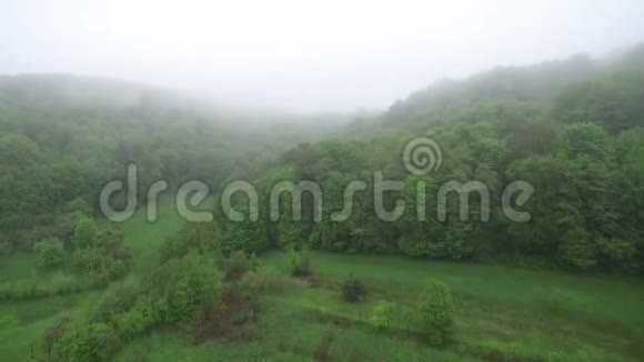 在雾蒙蒙的早晨飞越树梢清晨的树林里绿林中弥漫着雾气视频的预览图