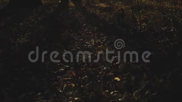 透过树枝看到的雾蒙蒙的黎明冬季季节的无叶树枝季节特有的自然形象视频的预览图