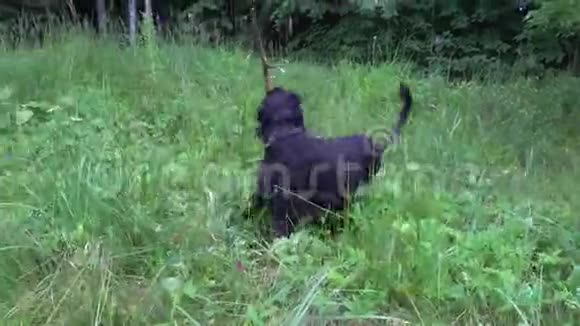 在草地上玩耍的黑狗视频的预览图