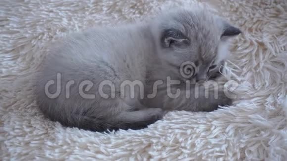 小猫躺在毯子上视频的预览图