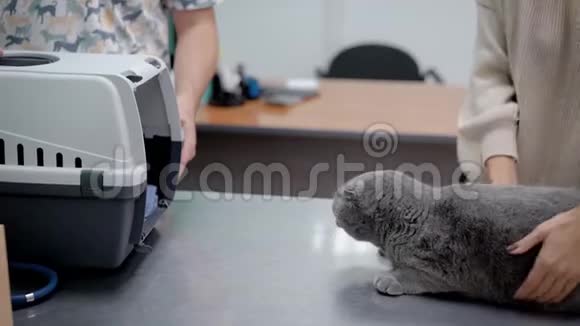 灰猫进入宠物载体视频的预览图